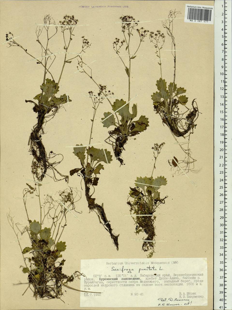 Micranthes punctata (L.) Losinsk., Siberia, Russian Far East (S6) (Russia)