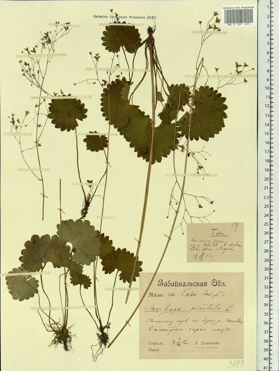 Micranthes punctata (L.) Losinsk., Siberia, Baikal & Transbaikal region (S4) (Russia)