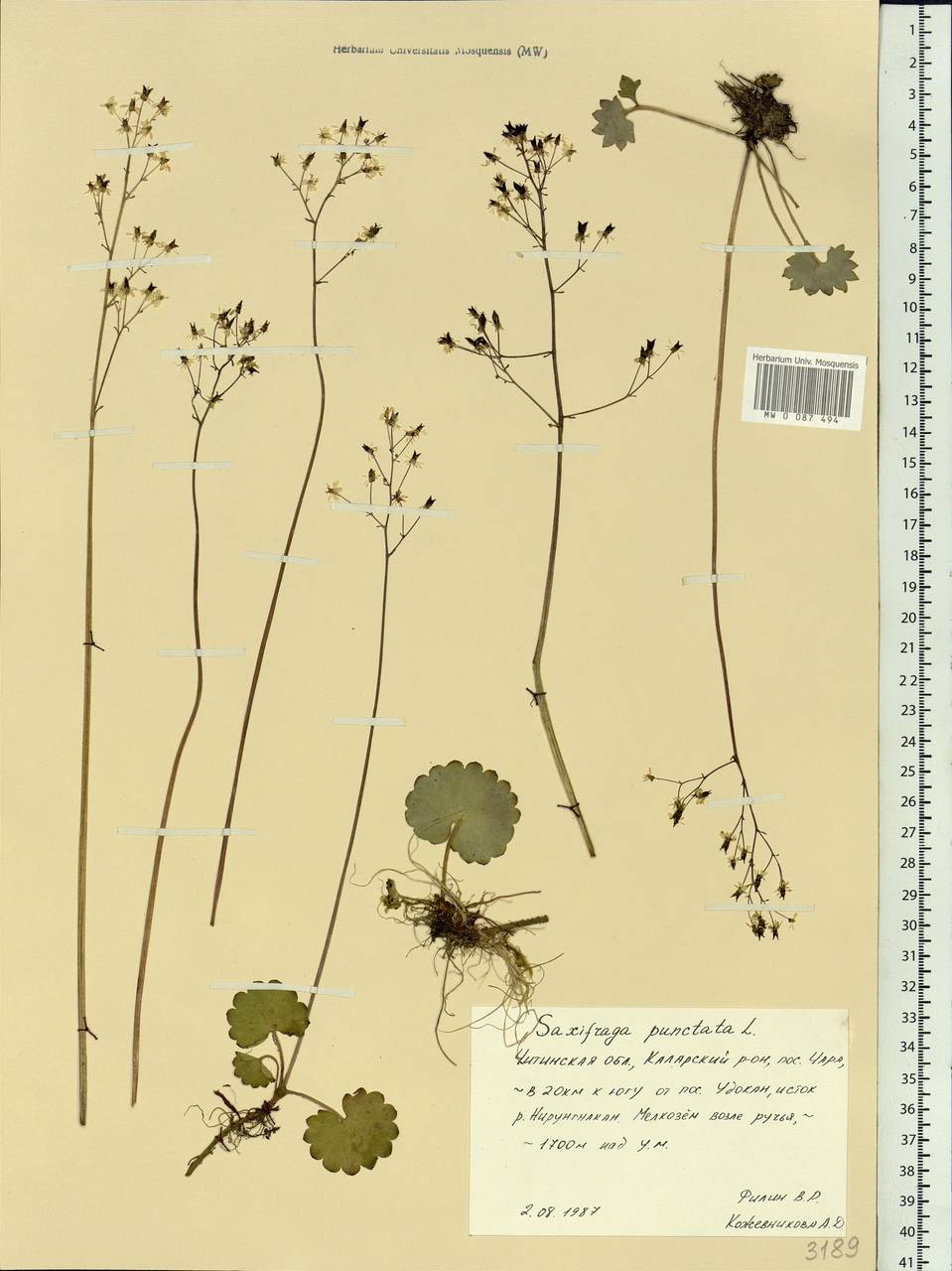 Micranthes punctata (L.) Losinsk., Siberia, Baikal & Transbaikal region (S4) (Russia)