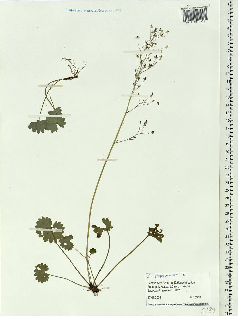 Micranthes punctata (L.) Losinsk., Siberia, Baikal & Transbaikal region (S4) (Russia)