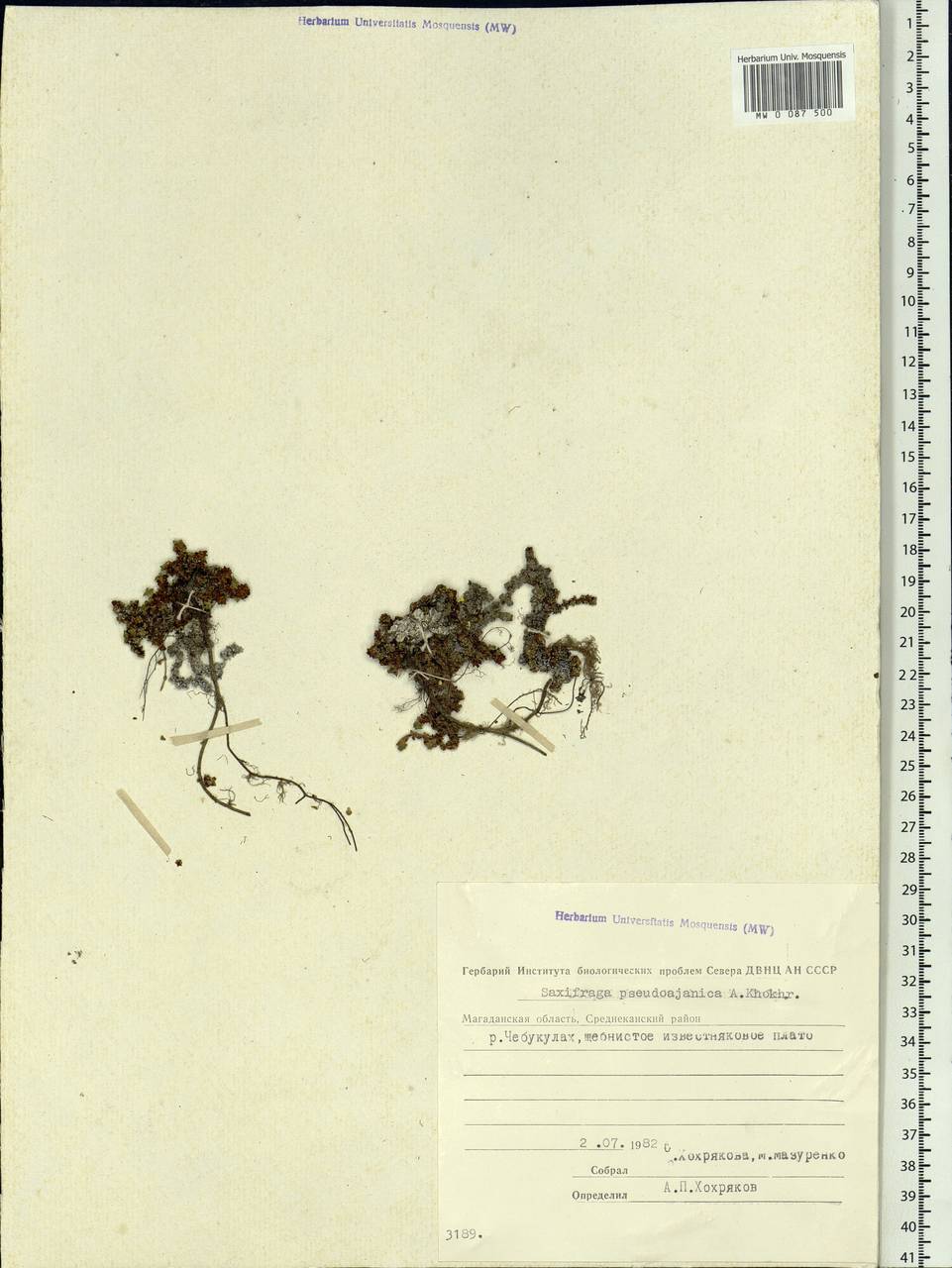 Saxifraga oppositifolia subsp. ajanica (Sipliv.) Vorosch., Siberia, Chukotka & Kamchatka (S7) (Russia)