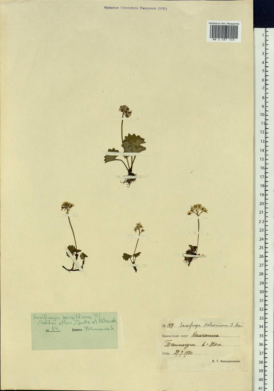 Micranthes nelsoniana var. porsildiana (Calder & Savile) Gornall & H.Ohba, Siberia, Chukotka & Kamchatka (S7) (Russia)