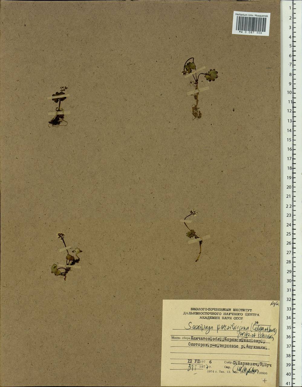 Micranthes nelsoniana var. porsildiana (Calder & Savile) Gornall & H.Ohba, Siberia, Chukotka & Kamchatka (S7) (Russia)