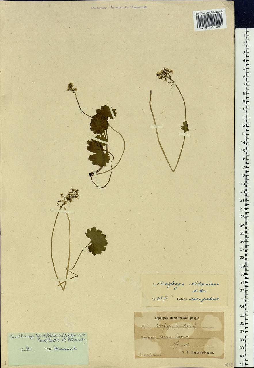 Micranthes nelsoniana var. porsildiana (Calder & Savile) Gornall & H.Ohba, Siberia, Chukotka & Kamchatka (S7) (Russia)