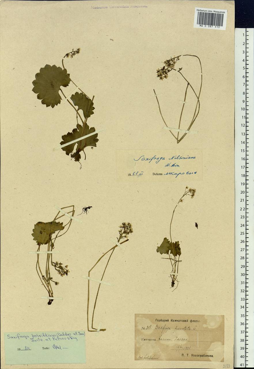Micranthes nelsoniana var. porsildiana (Calder & Savile) Gornall & H.Ohba, Siberia, Chukotka & Kamchatka (S7) (Russia)