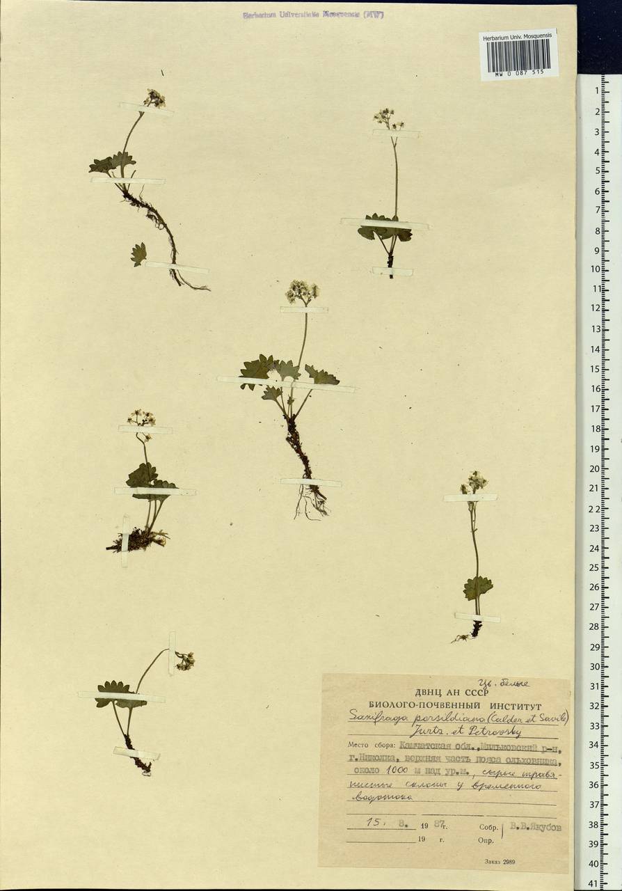 Micranthes nelsoniana var. porsildiana (Calder & Savile) Gornall & H.Ohba, Siberia, Chukotka & Kamchatka (S7) (Russia)