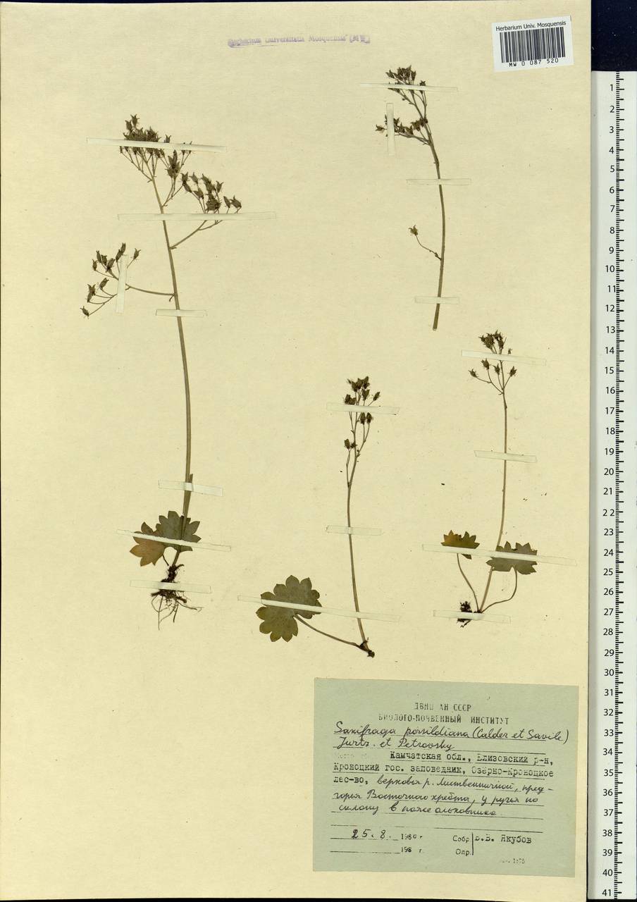 Micranthes nelsoniana var. porsildiana (Calder & Savile) Gornall & H.Ohba, Siberia, Chukotka & Kamchatka (S7) (Russia)