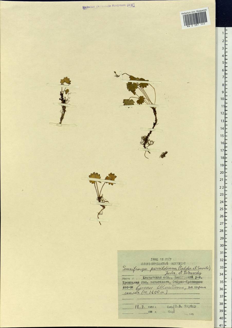 Micranthes nelsoniana var. porsildiana (Calder & Savile) Gornall & H.Ohba, Siberia, Chukotka & Kamchatka (S7) (Russia)