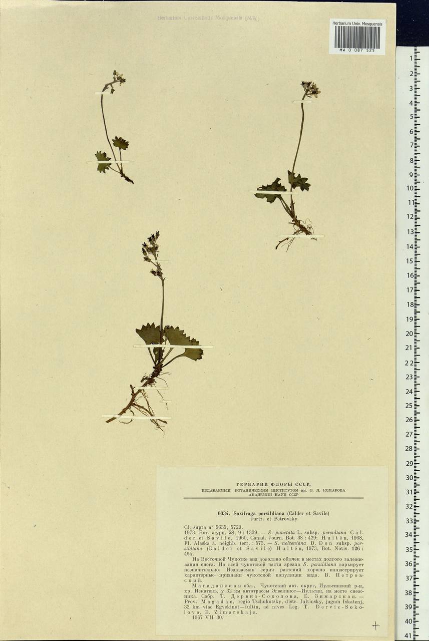 Micranthes nelsoniana var. porsildiana (Calder & Savile) Gornall & H.Ohba, Siberia, Chukotka & Kamchatka (S7) (Russia)