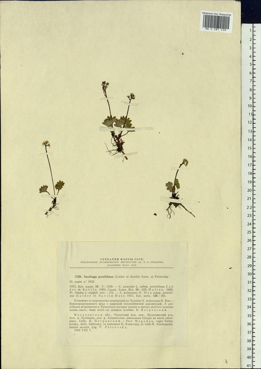 Micranthes nelsoniana var. porsildiana (Calder & Savile) Gornall & H. Ohba, Siberia, Chukotka & Kamchatka (S7) (Russia)