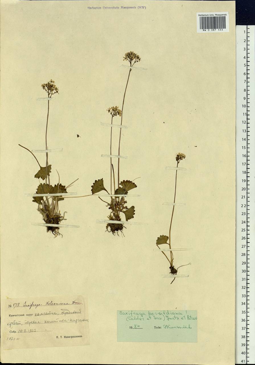 Micranthes nelsoniana var. porsildiana (Calder & Savile) Gornall & H.Ohba, Siberia, Chukotka & Kamchatka (S7) (Russia)