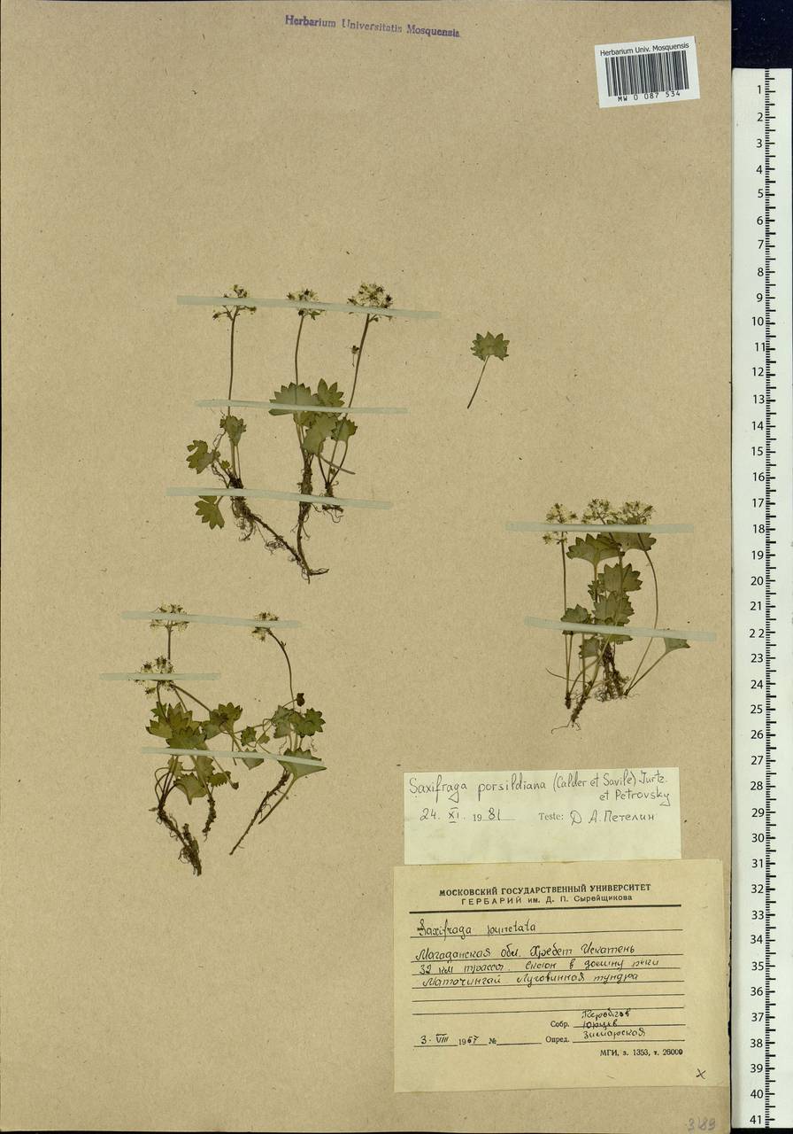 Micranthes nelsoniana var. porsildiana (Calder & Savile) Gornall & H.Ohba, Siberia, Chukotka & Kamchatka (S7) (Russia)