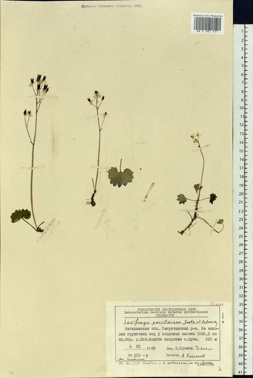 Micranthes nelsoniana var. porsildiana (Calder & Savile) Gornall & H.Ohba, Siberia, Chukotka & Kamchatka (S7) (Russia)