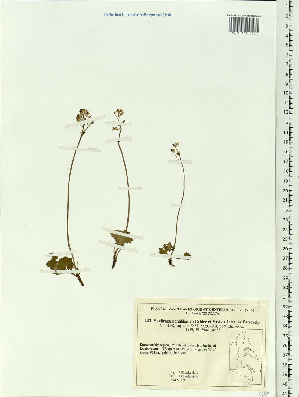 Micranthes nelsoniana var. porsildiana (Calder & Savile) Gornall & H.Ohba, Siberia, Chukotka & Kamchatka (S7) (Russia)