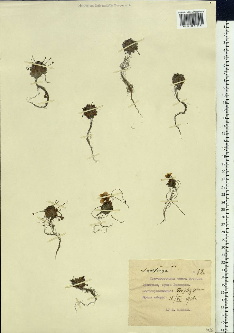 Saxifraga platysepala (Trautv.) Tolm., Siberia, Chukotka & Kamchatka (S7) (Russia)