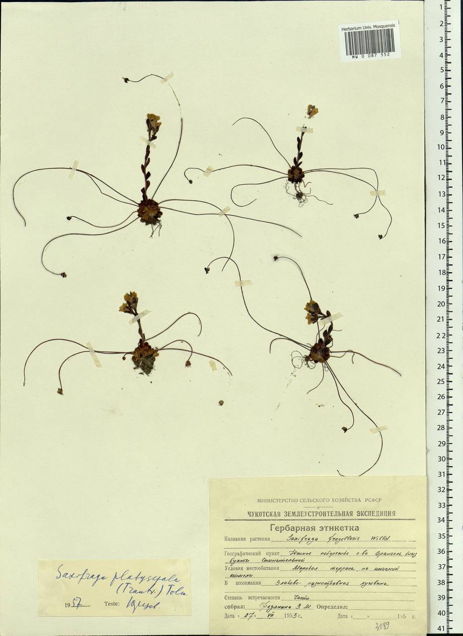 Saxifraga platysepala (Trautv.) Tolm., Siberia, Chukotka & Kamchatka (S7) (Russia)