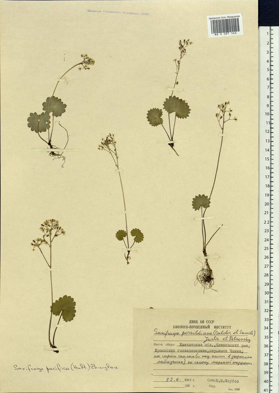 Micranthes nelsoniana var. insularis (Hultén) Gornall & H. Ohba, Siberia, Chukotka & Kamchatka (S7) (Russia)