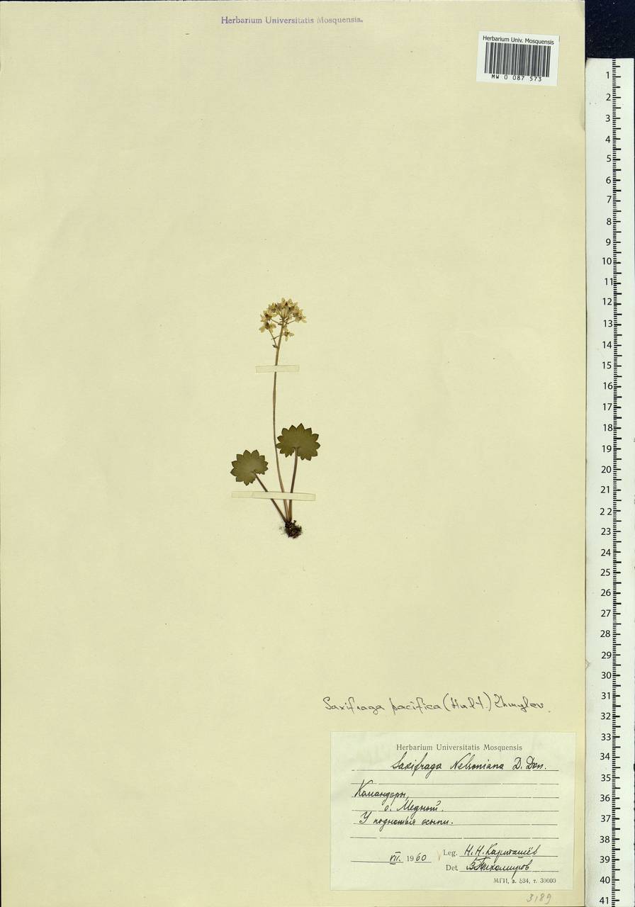 Micranthes nelsoniana var. insularis (Hultén) Gornall & H. Ohba, Siberia, Chukotka & Kamchatka (S7) (Russia)