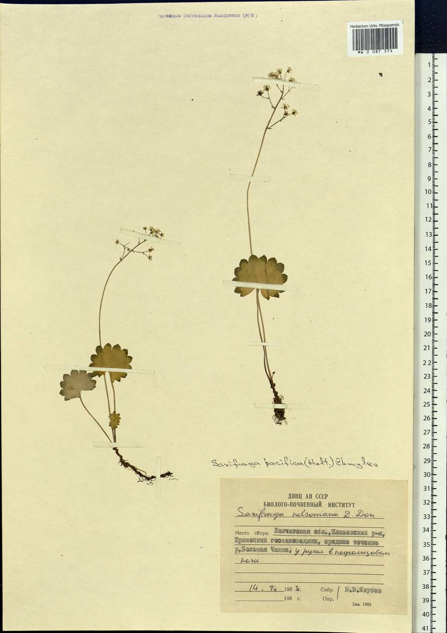 Micranthes nelsoniana var. insularis (Hultén) Gornall & H. Ohba, Siberia, Chukotka & Kamchatka (S7) (Russia)