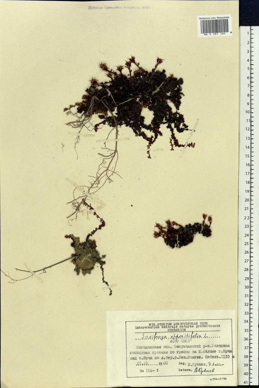 Saxifraga oppositifolia, Siberia, Chukotka & Kamchatka (S7) (Russia)