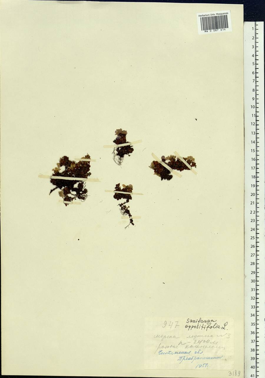 Saxifraga oppositifolia L., Siberia, Baikal & Transbaikal region (S4) (Russia)
