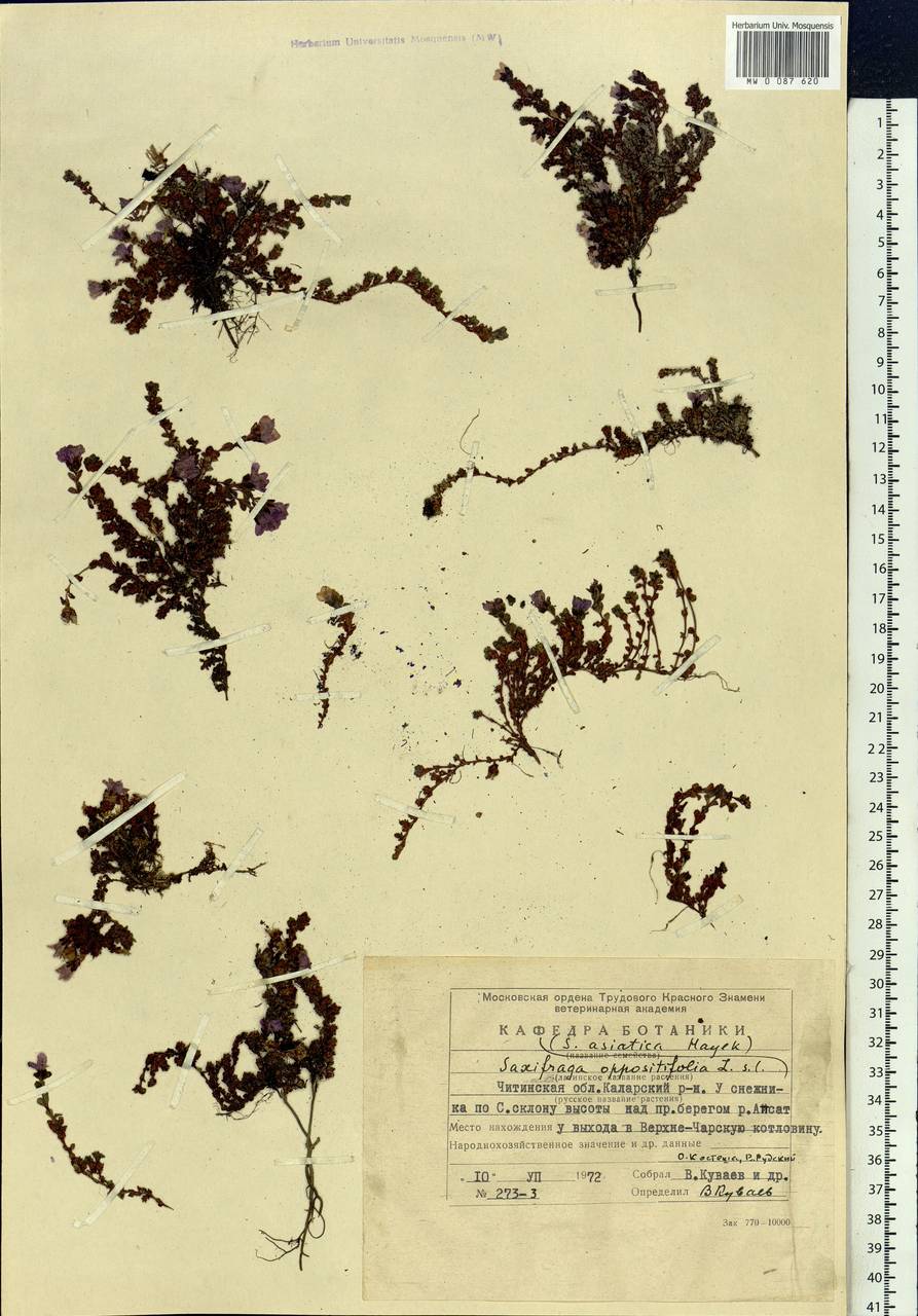 Saxifraga oppositifolia L., Siberia, Baikal & Transbaikal region (S4) (Russia)