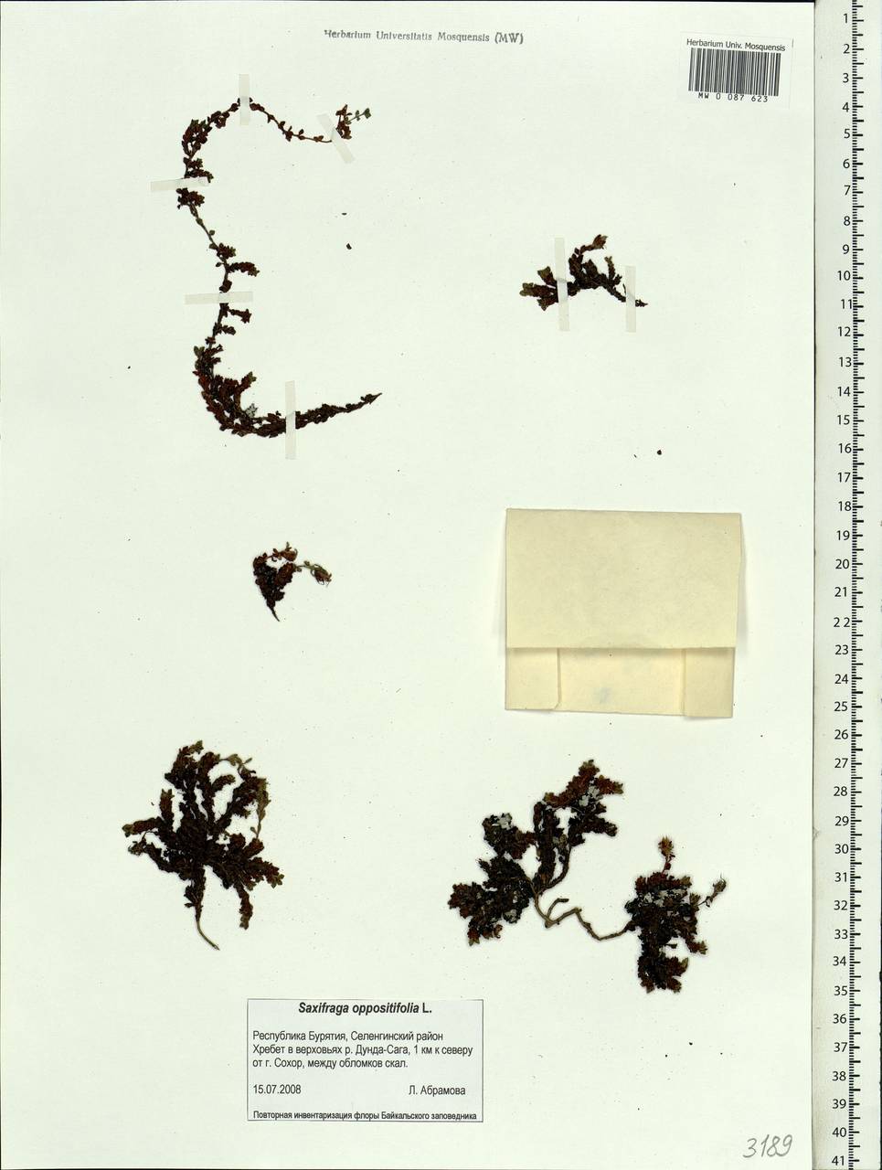Saxifraga oppositifolia L., Siberia, Baikal & Transbaikal region (S4) (Russia)