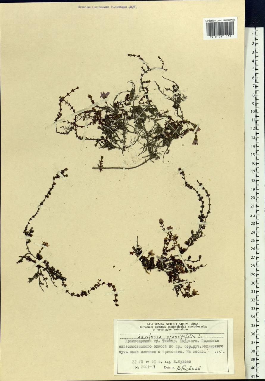 Saxifraga oppositifolia, Siberia, Central Siberia (S3) (Russia)