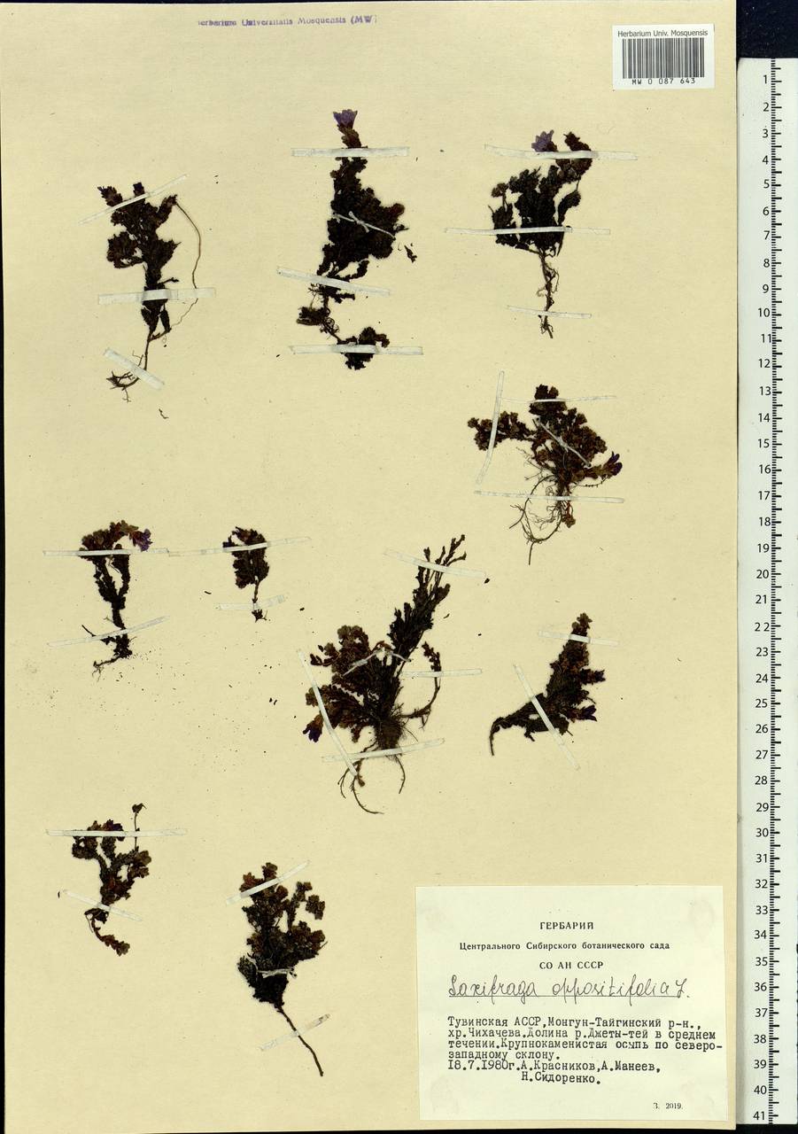 Saxifraga oppositifolia L., Siberia, Altai & Sayany Mountains (S2) (Russia)