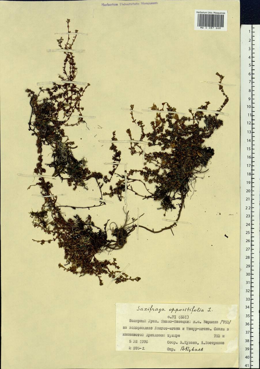 Saxifraga oppositifolia, Siberia, Western Siberia (S1) (Russia)