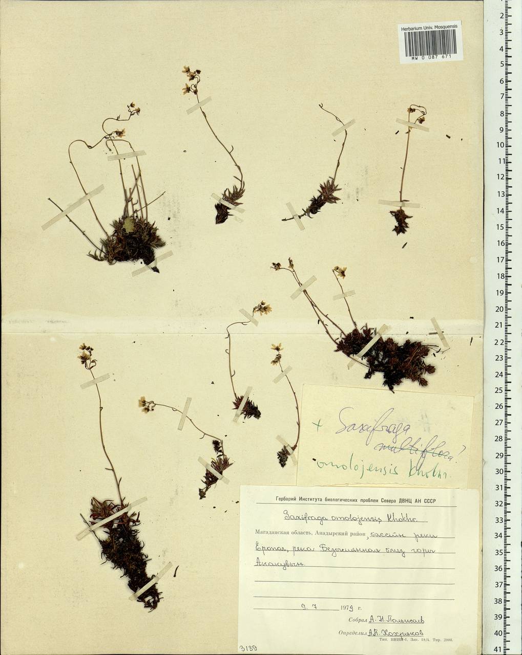 Saxifraga omolojensis A.P. Khokhryakov, Siberia, Chukotka & Kamchatka (S7) (Russia)