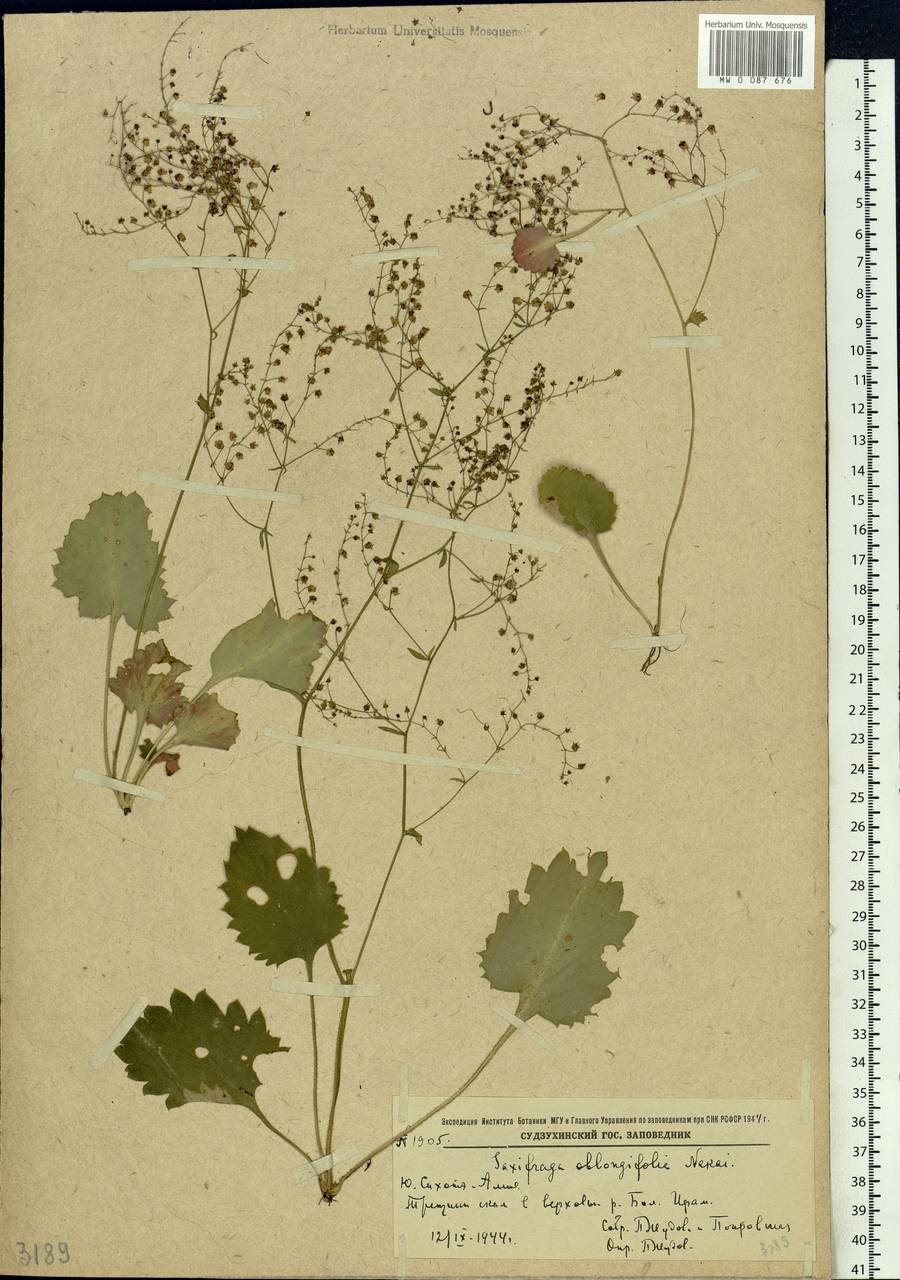 Micranthes oblongifolia (Nakai) Gornall & H.Ohba, Siberia, Russian Far East (S6) (Russia)