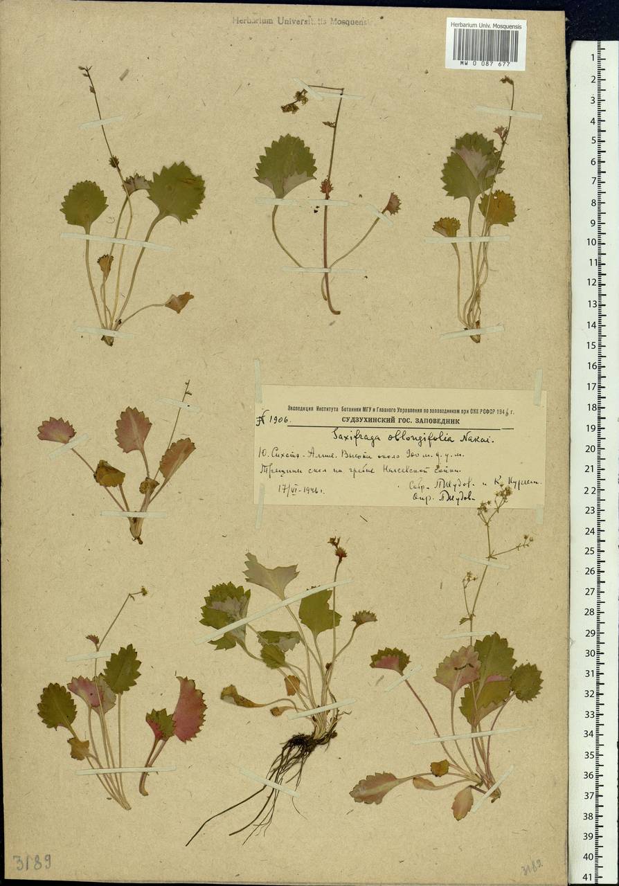 Micranthes oblongifolia (Nakai) Gornall & H.Ohba, Siberia, Russian Far East (S6) (Russia)