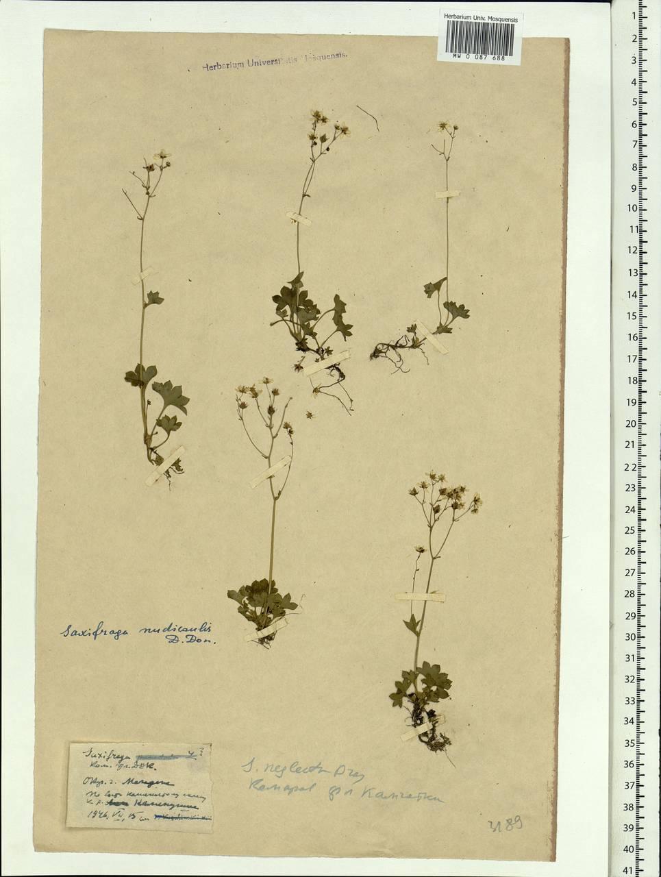 Micranthes nudicaulis, Siberia, Chukotka & Kamchatka (S7) (Russia)