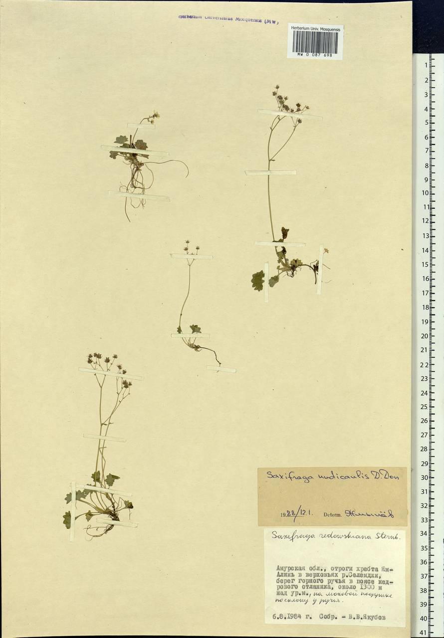 Micranthes nudicaulis (D. Don) Gornall & H. Ohba, Siberia, Russian Far East (S6) (Russia)