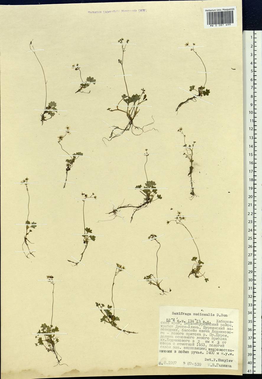 Micranthes nudicaulis, Siberia, Russian Far East (S6) (Russia)