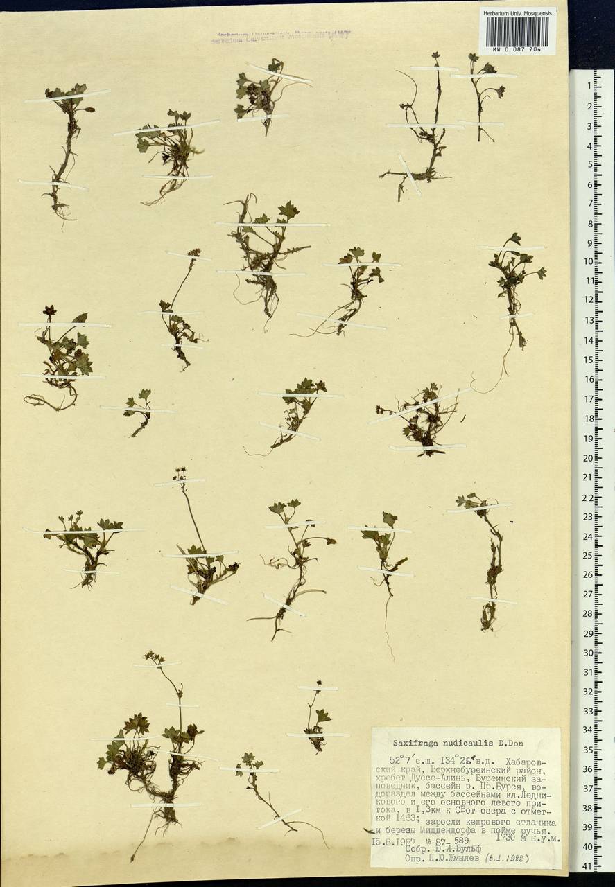 Micranthes nudicaulis, Siberia, Russian Far East (S6) (Russia)