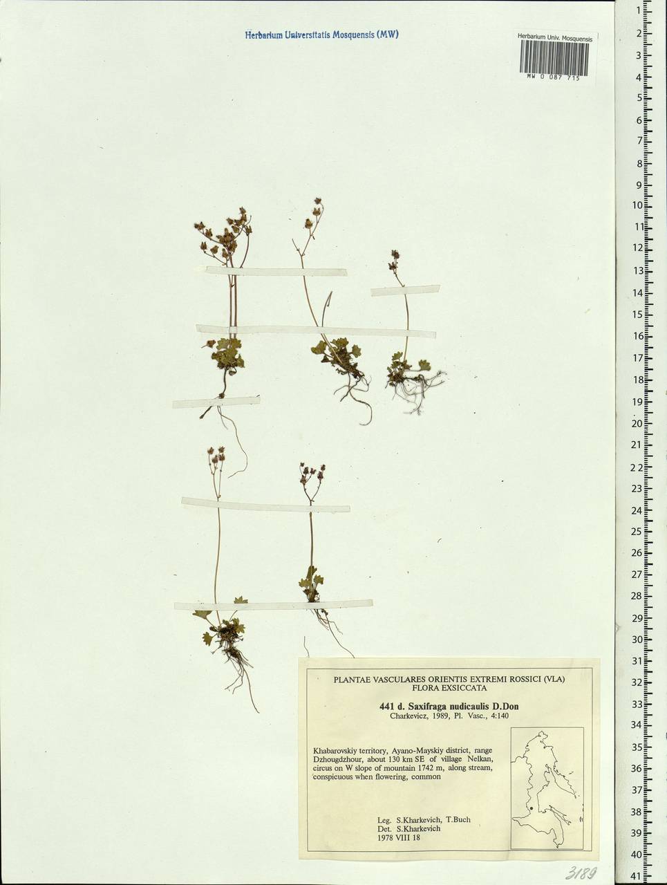 Micranthes nudicaulis (D. Don) Gornall & H. Ohba, Siberia, Russian Far East (S6) (Russia)