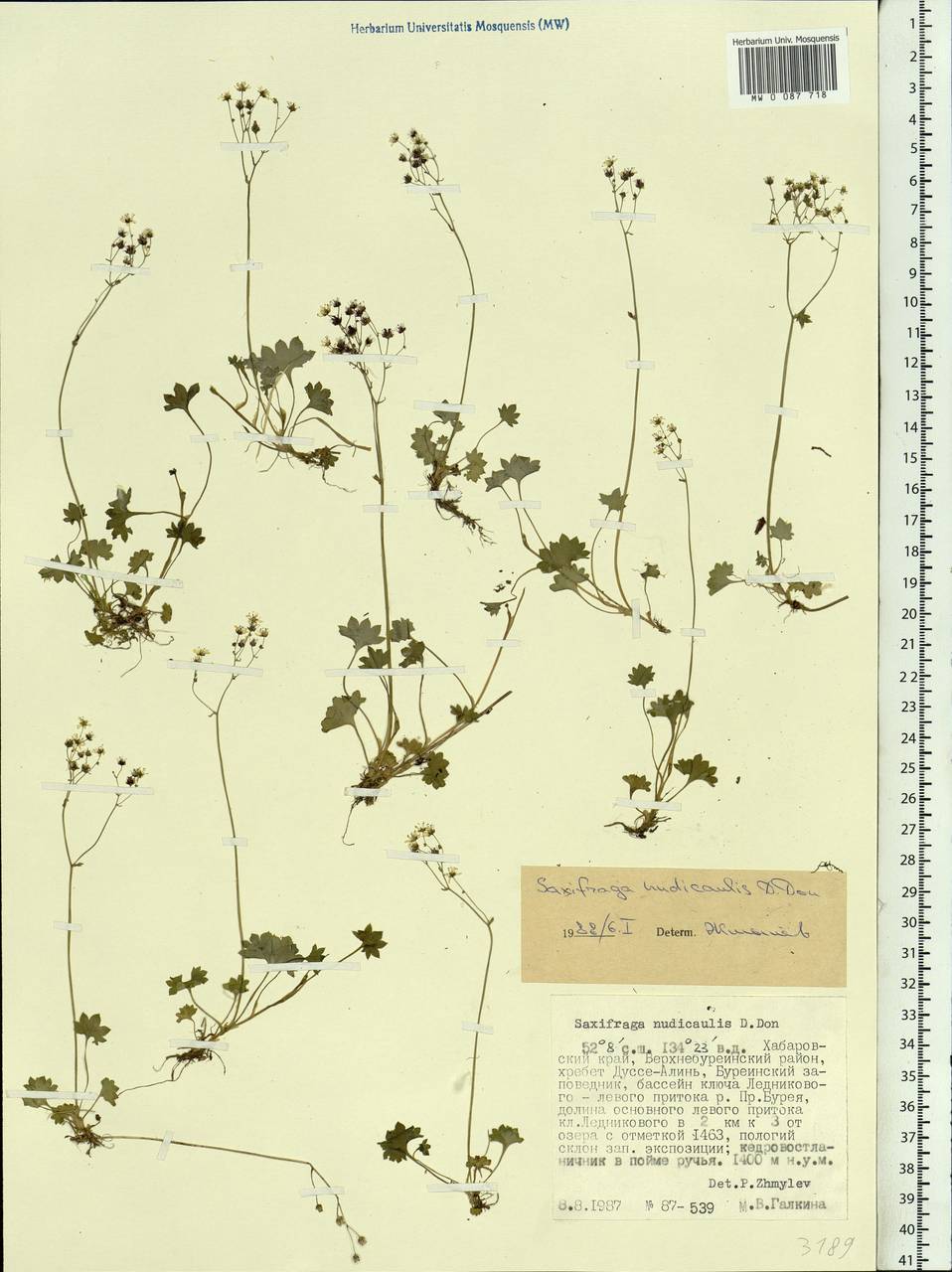 Micranthes nudicaulis, Siberia, Russian Far East (S6) (Russia)