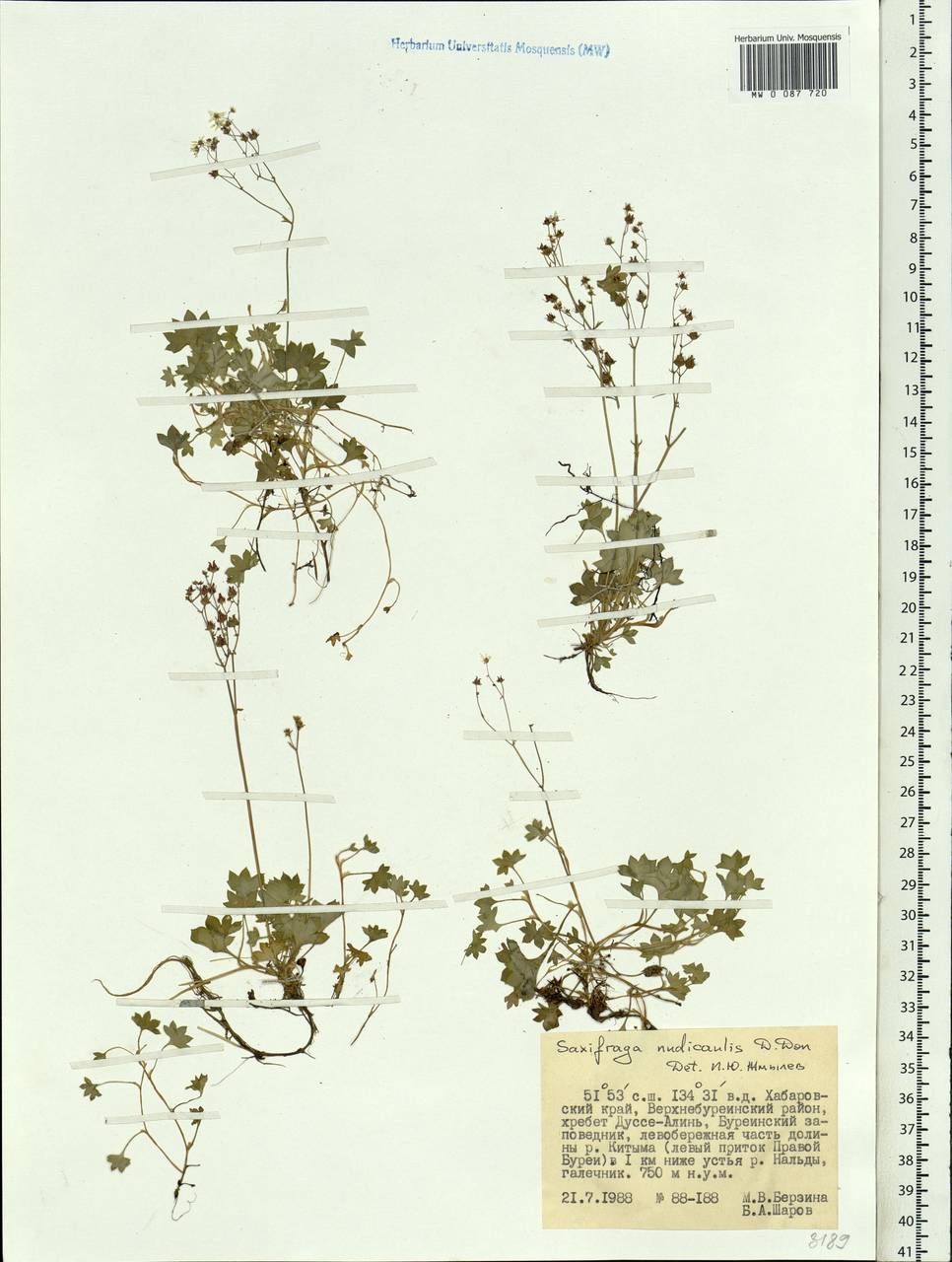 Micranthes nudicaulis (D.Don) Gornall & H.Ohba, Siberia, Russian Far East (S6) (Russia)