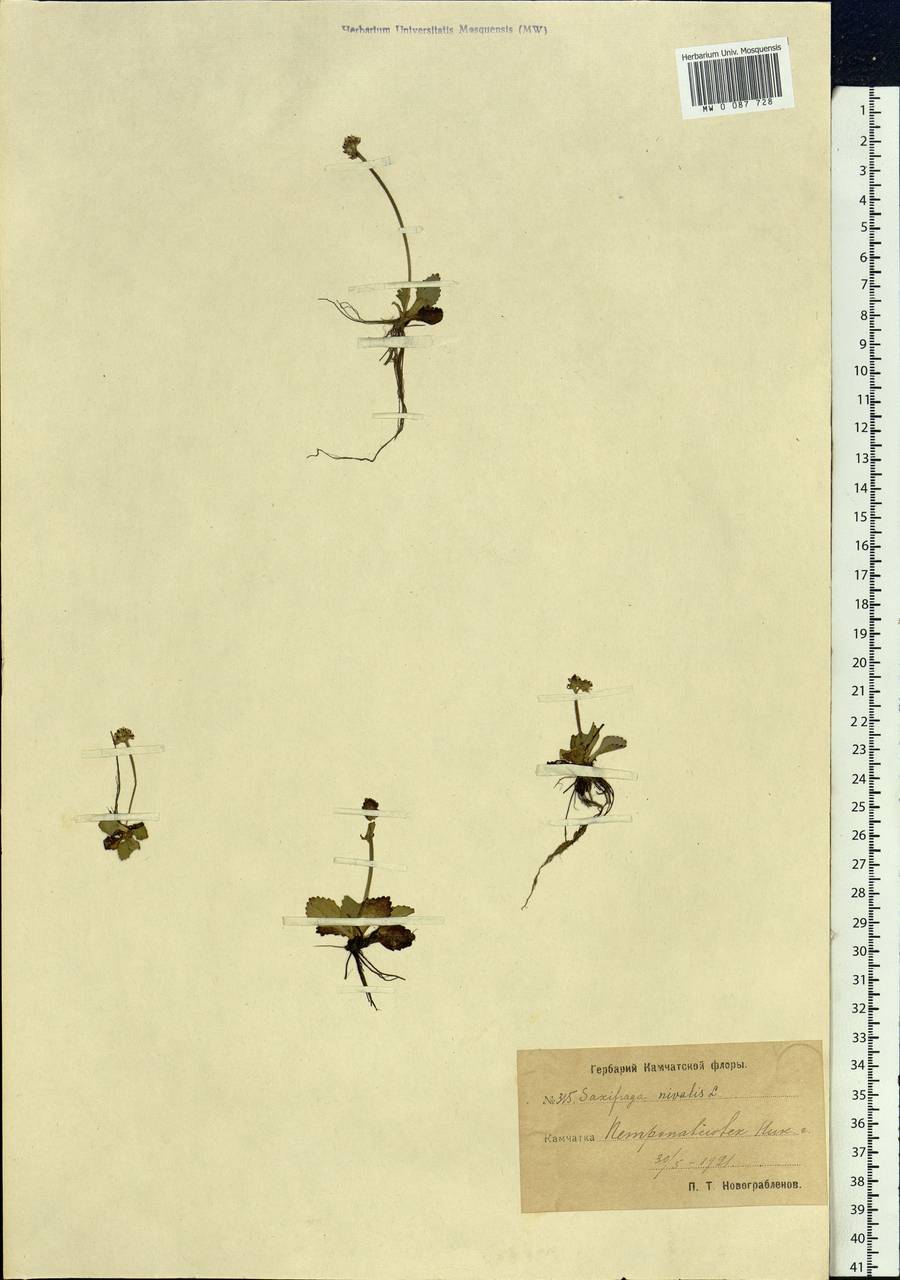 Micranthes nivalis (L.) Small, Siberia, Chukotka & Kamchatka (S7) (Russia)