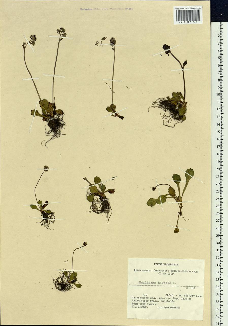 Micranthes nivalis (L.) Small, Siberia, Chukotka & Kamchatka (S7) (Russia)