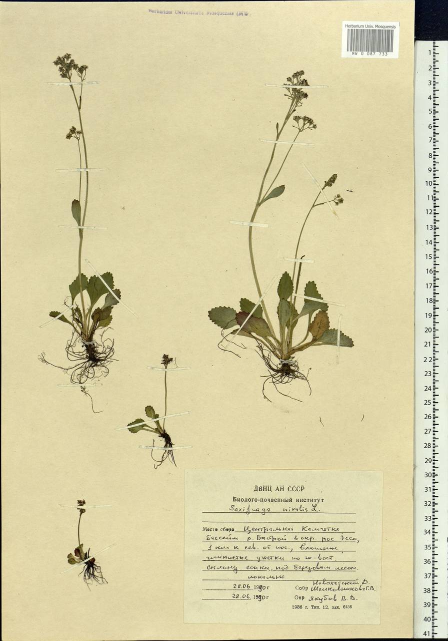 Micranthes nivalis (L.) Small, Siberia, Chukotka & Kamchatka (S7) (Russia)