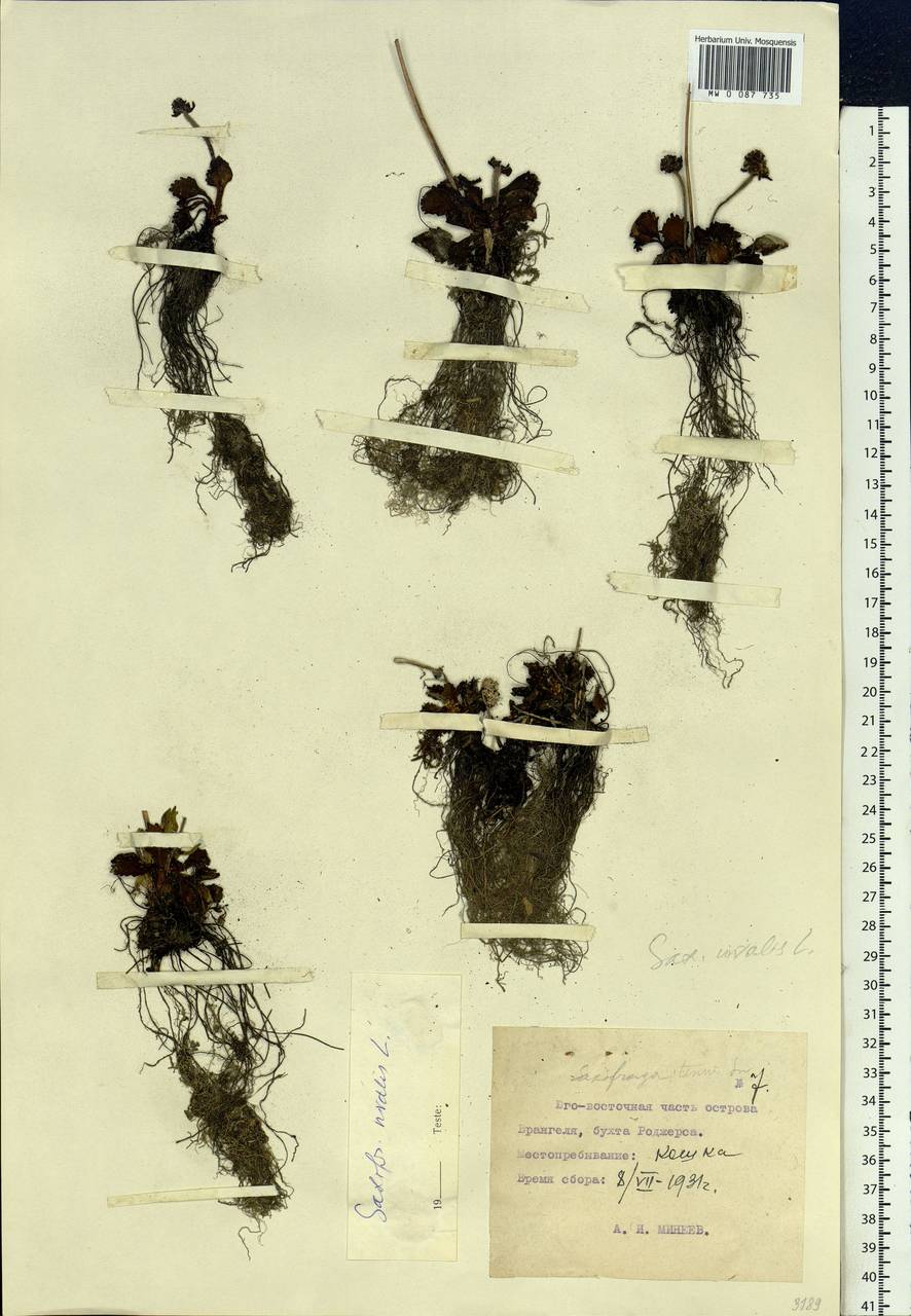 Micranthes nivalis (L.) Small, Siberia, Chukotka & Kamchatka (S7) (Russia)