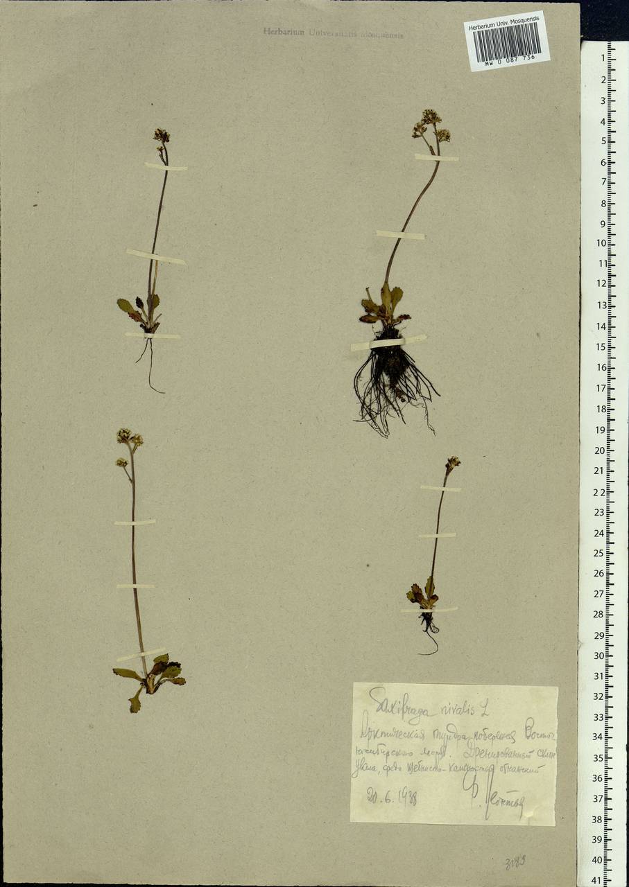 Micranthes nivalis (L.) Small, Siberia, Chukotka & Kamchatka (S7) (Russia)