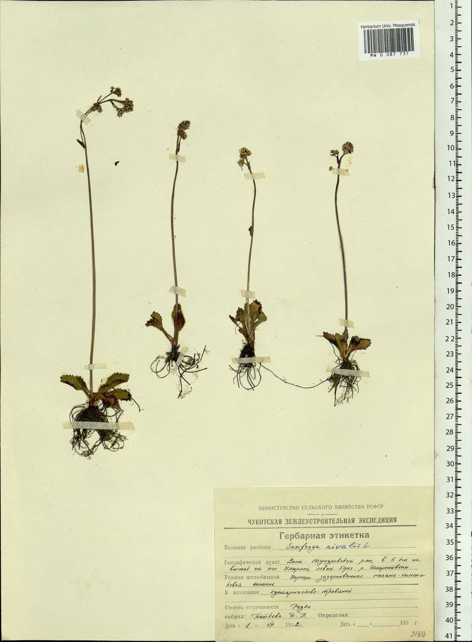 Micranthes nivalis (L.) Small, Siberia, Chukotka & Kamchatka (S7) (Russia)