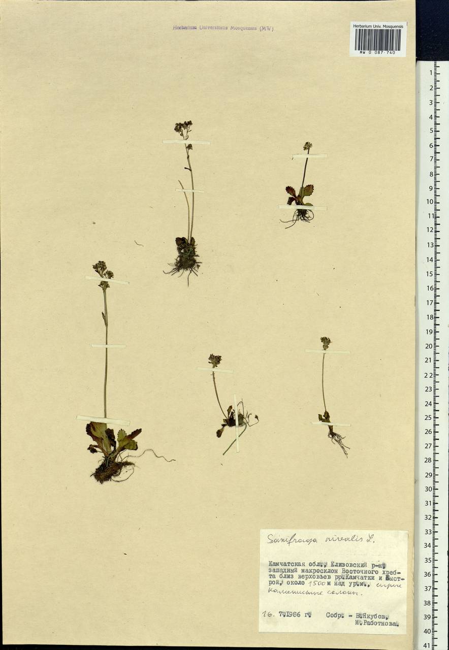 Micranthes nivalis (L.) Small, Siberia, Chukotka & Kamchatka (S7) (Russia)