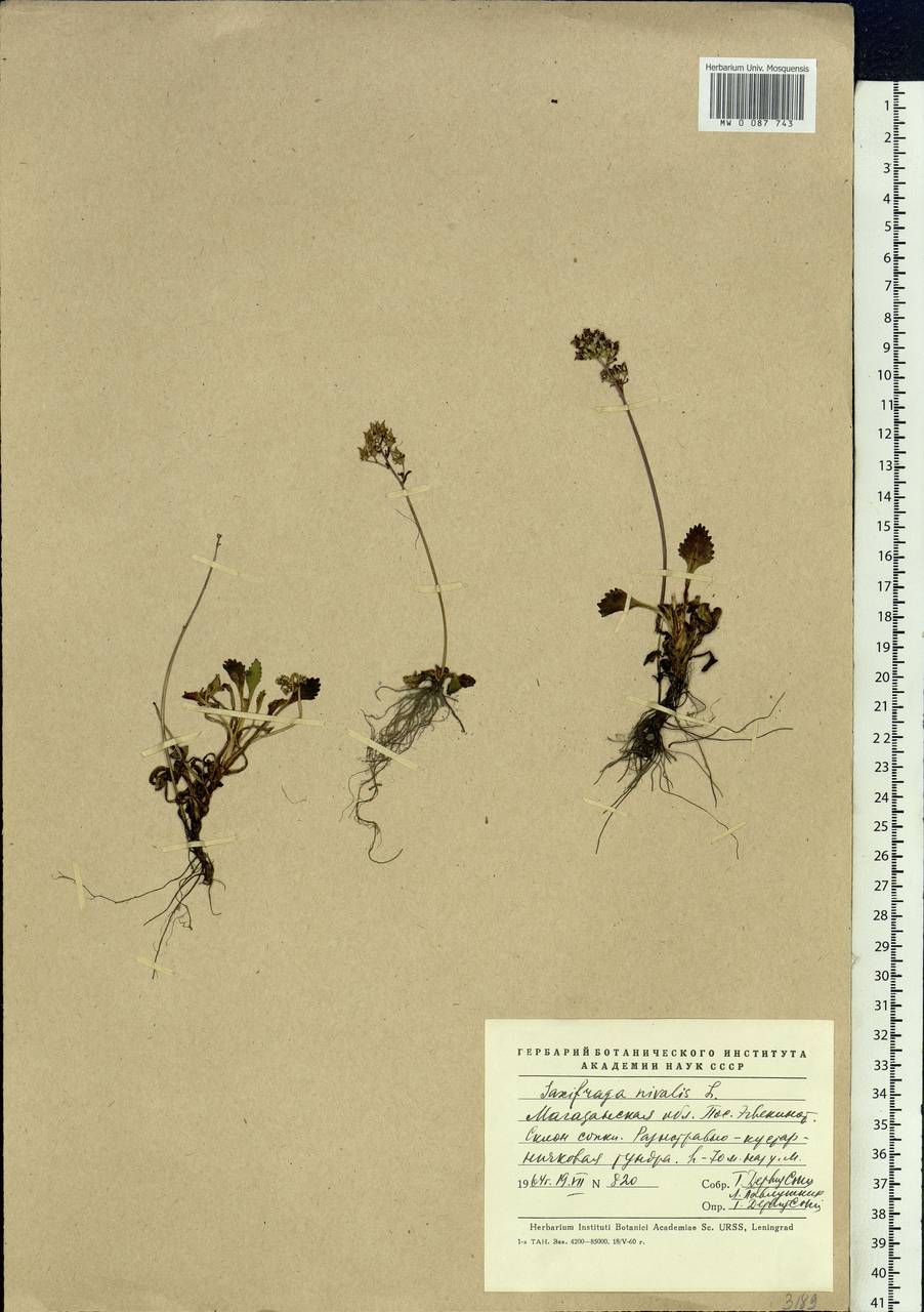 Micranthes nivalis (L.) Small, Siberia, Chukotka & Kamchatka (S7) (Russia)