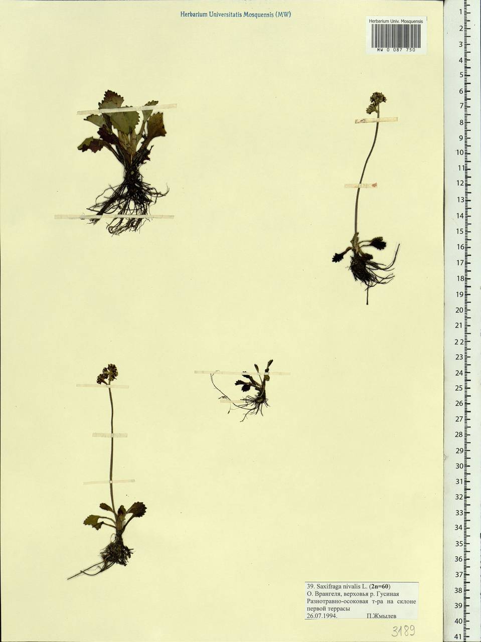 Micranthes nivalis (L.) Small, Siberia, Chukotka & Kamchatka (S7) (Russia)