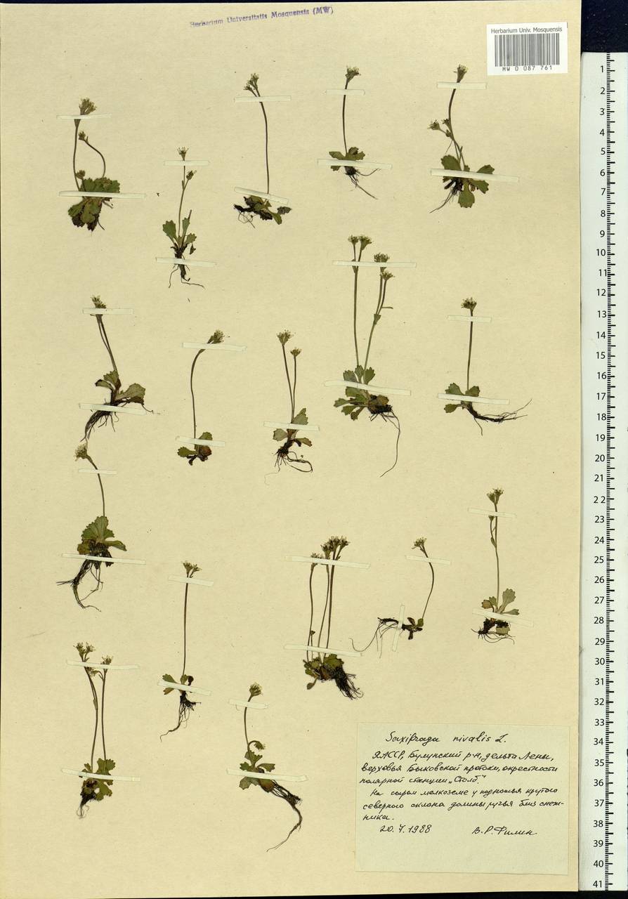 Micranthes nivalis (L.) Small, Siberia, Yakutia (S5) (Russia)
